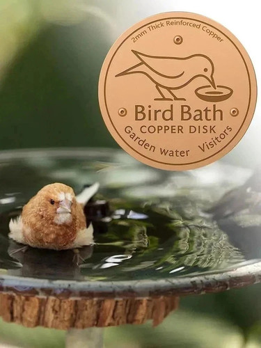 Copper bird bath water - bird,