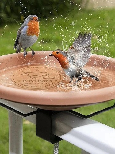 Bird bath copper disk pure - bird,