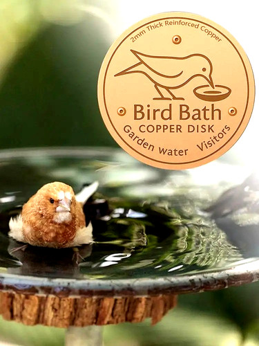 Bird bath copper disk for - bird,
